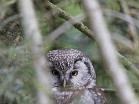 Aegolius funereus, Boreal Owl